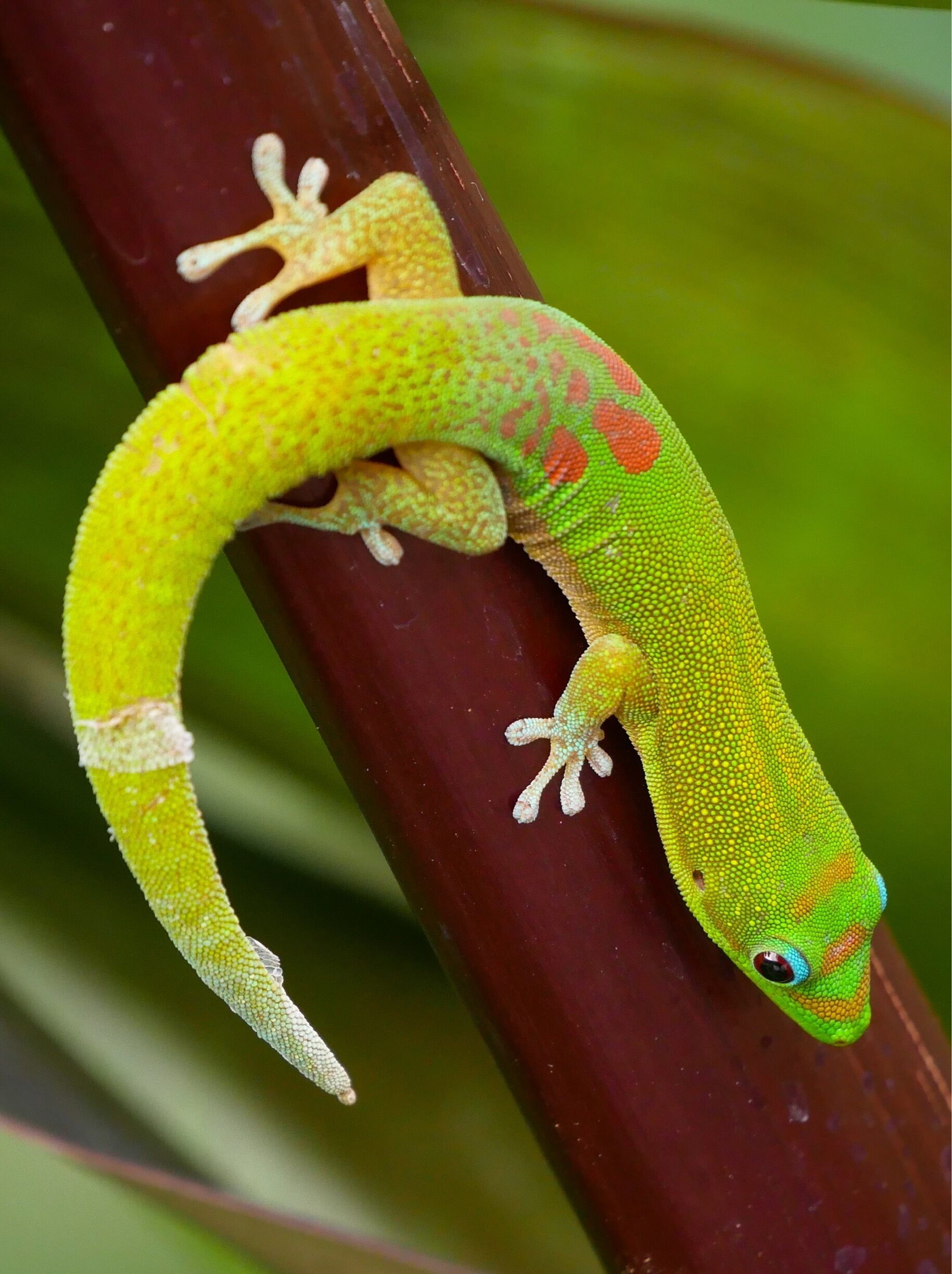 Unfortunately I was not on some nice hike in the rain forest of Hawaii. I found this guy sitting on a branch right in the middle of a shopping mall.