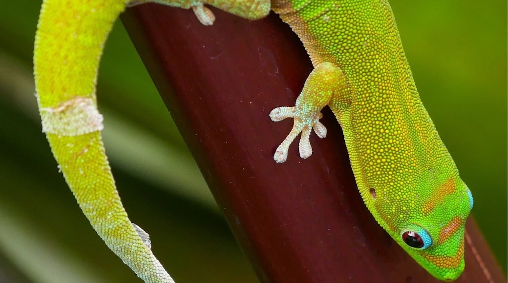 Unfortunately I was not on some nice hike in the rain forest of Hawaii. I found this guy sitting on a branch right in the middle of a shopping mall.