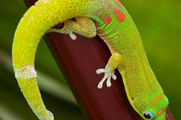 Unfortunately I was not on some nice hike in the rain forest of Hawaii. I found this guy sitting on a branch right in the middle of a shopping mall.