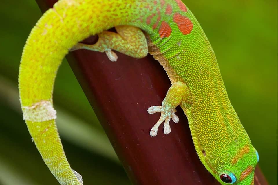 A green gecko with red spots on a dark brown branch.