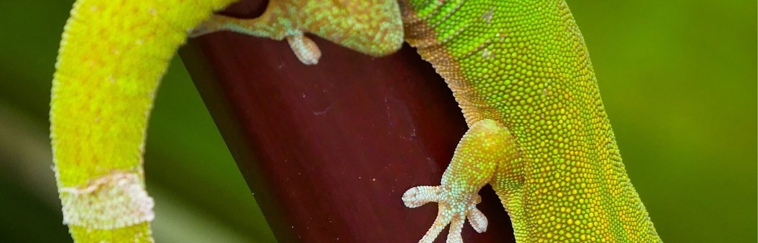 Unfortunately I was not on some nice hike in the rain forest of Hawaii. I found this guy sitting on a branch right in the middle of a shopping mall.