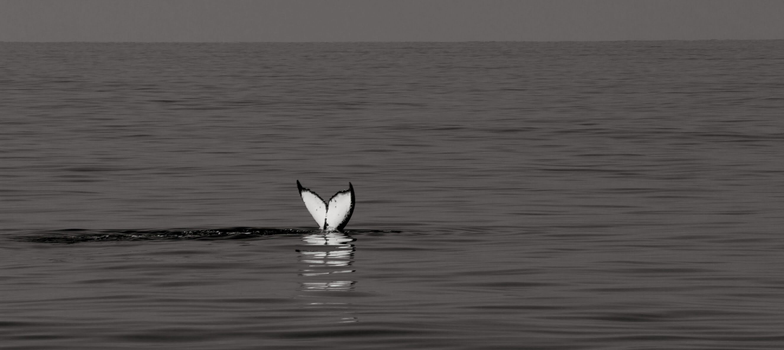 Making friends. #Hawaii #whalewatching #Maui