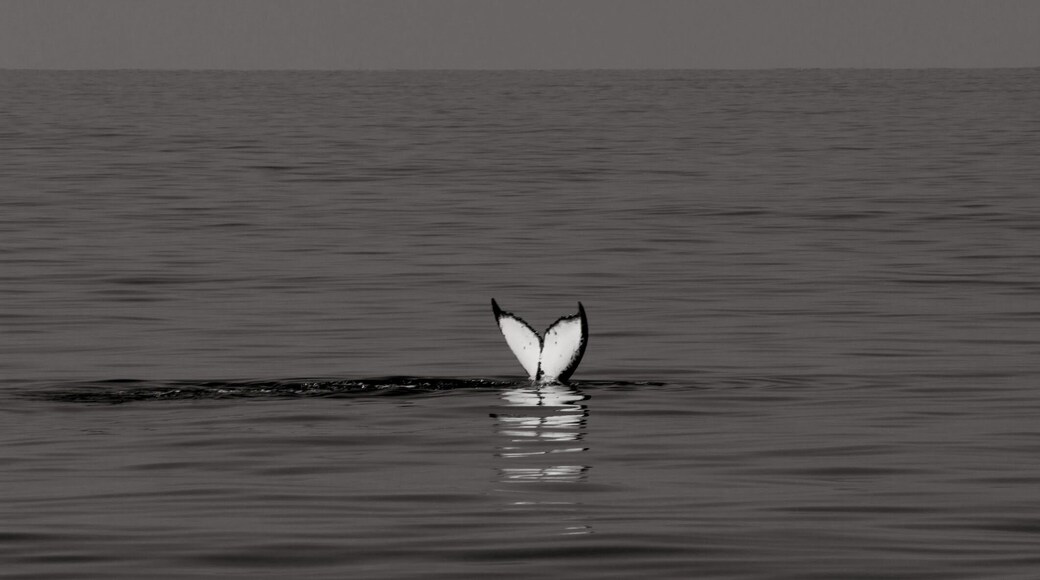 Making friends. #Hawaii #whalewatching #Maui