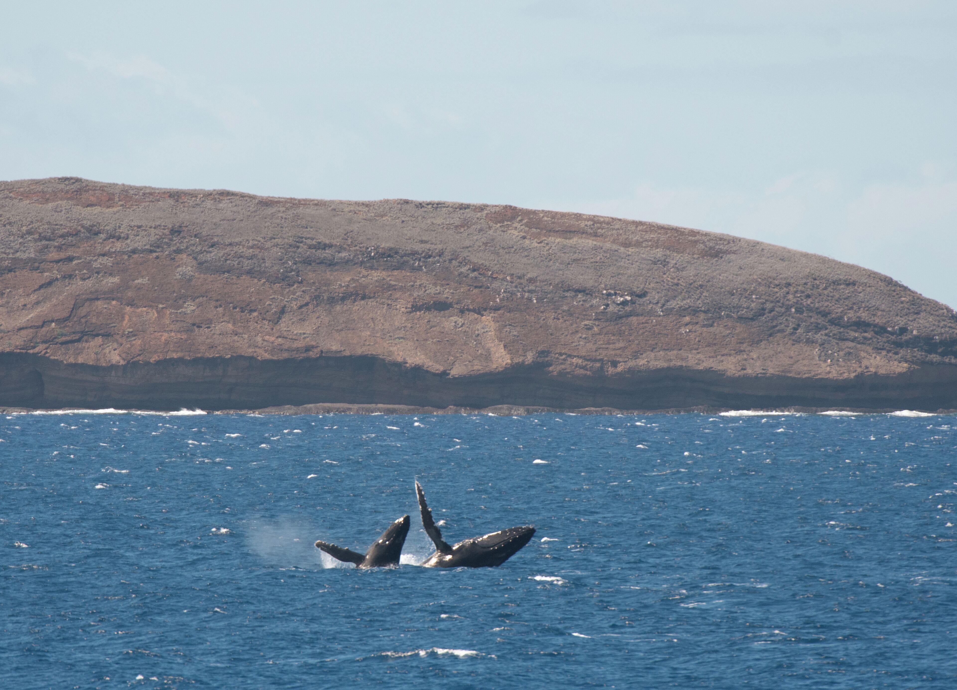 A double whale breach off shore near Waimea. You never know where the whales will pop up.