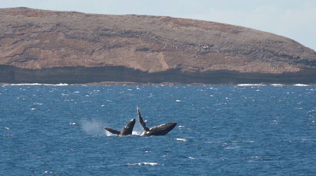 A double whale breach off shore near Waimea. You never know where the whales will pop up.