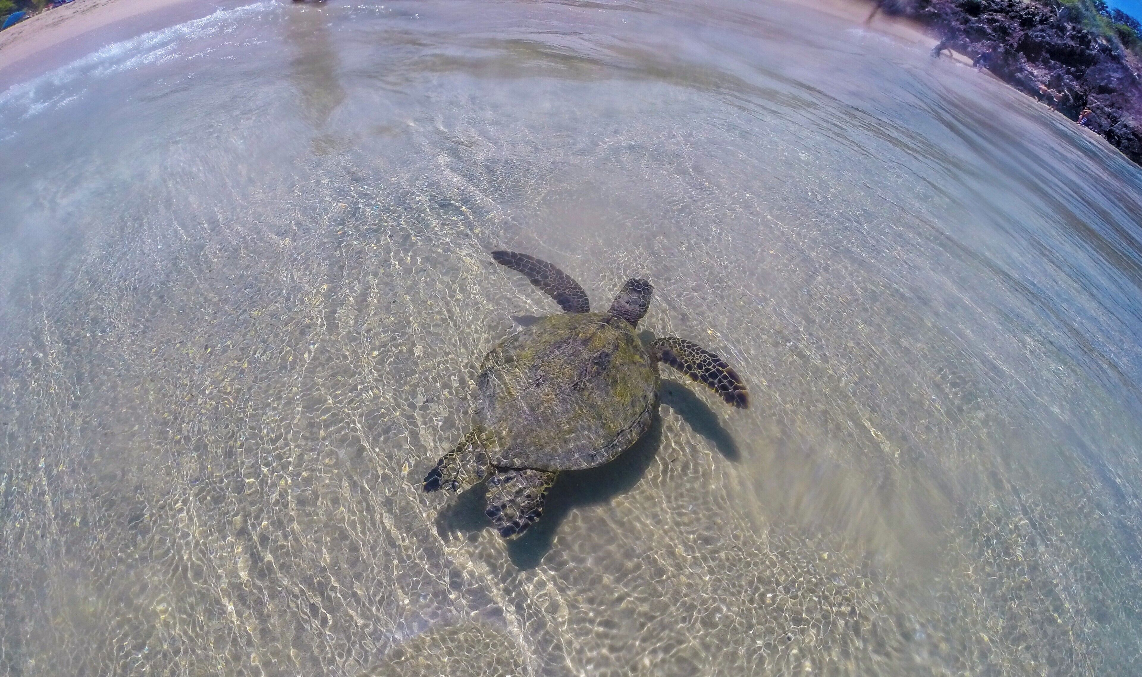 After a week of hiking around Volcano's National Park, my kids were more than ready to splash around at this classic Hawaiian beach with fine sand, warm water and a few sea turtles cruising along the coast.

#LifeAtExpedia
#Beaches