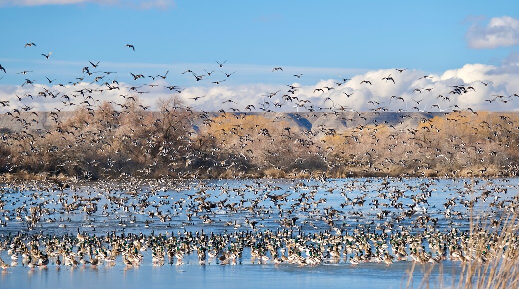 Flock of birds over the lake. Bliss reservoir. Snake River in Idaho. United States of America