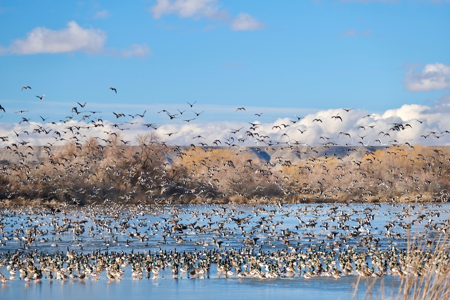 Flock of birds over the lake. Bliss reservoir. Snake River in Idaho. United States of America