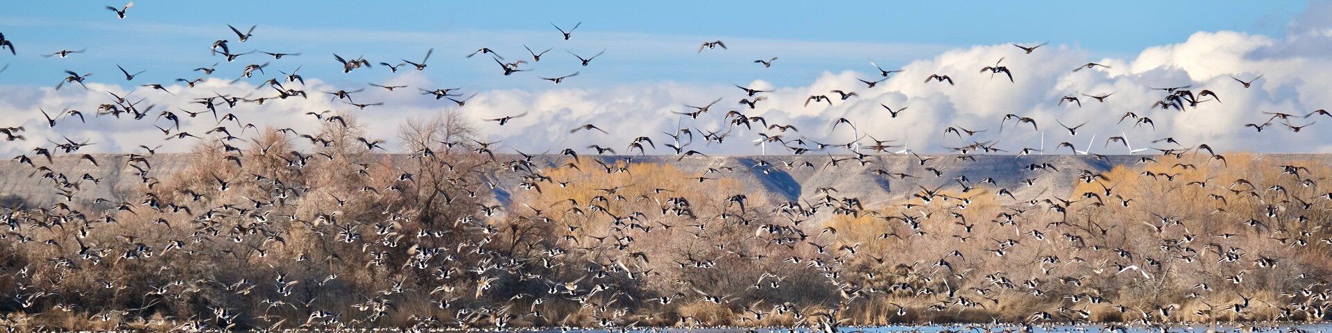 Flock of birds over the lake. Bliss reservoir. Snake River in Idaho. United States of America
