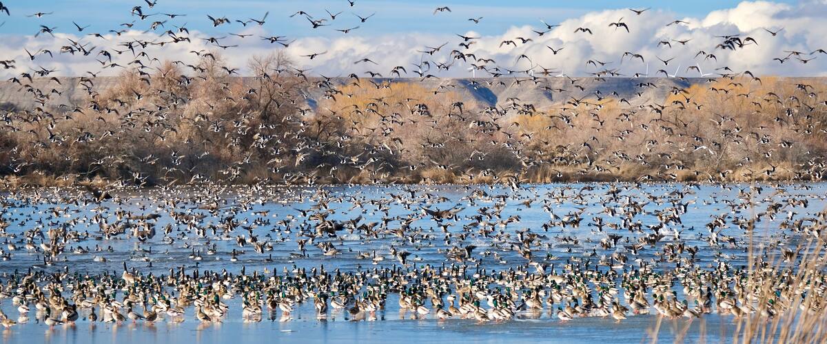 A flock of birds flying over a body of water with a mountainous landscape in the background.