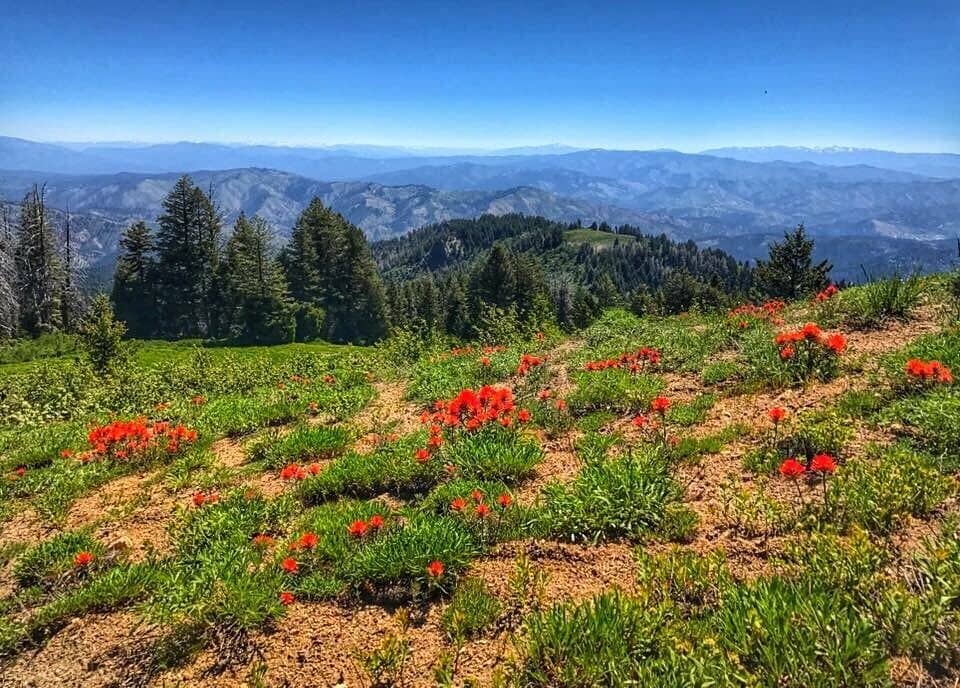 A nice easy hike from downtown Boise. Beautiful wildflowers and tranquility not far from the city.
#takeahike