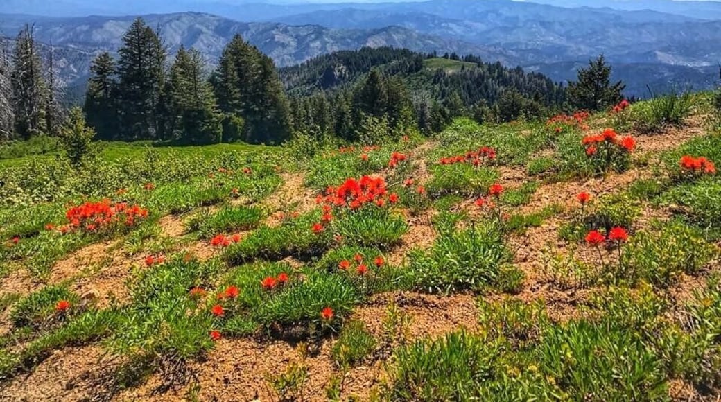 A nice easy hike from downtown Boise. Beautiful wildflowers and tranquility not far from the city.
#takeahike