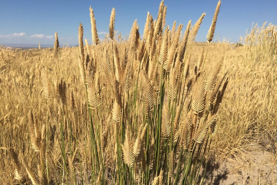 Een veld vol gouden graan met een helderblauwe lucht op de achtergrond.