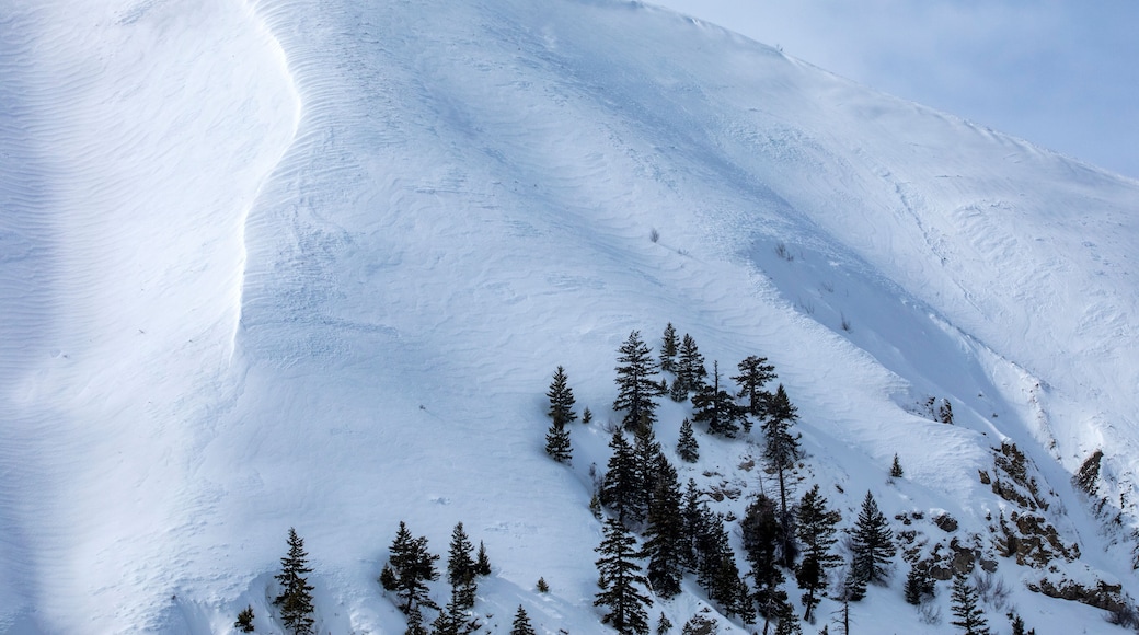 USA, Idaho, Hailey, Fir trees growing on ski slope