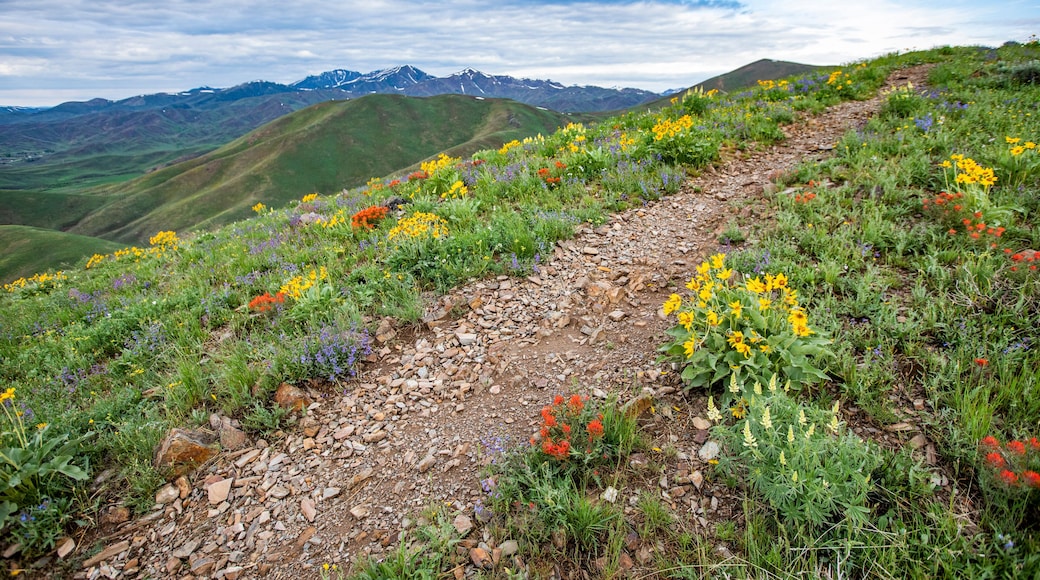 USA, Idaho, Hailey, Hiking trail on Carbonate Mountain