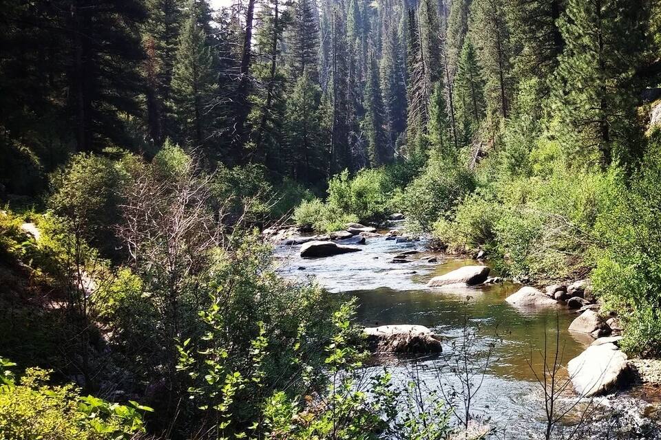 A river flowing through a forest with dense trees and rocks.