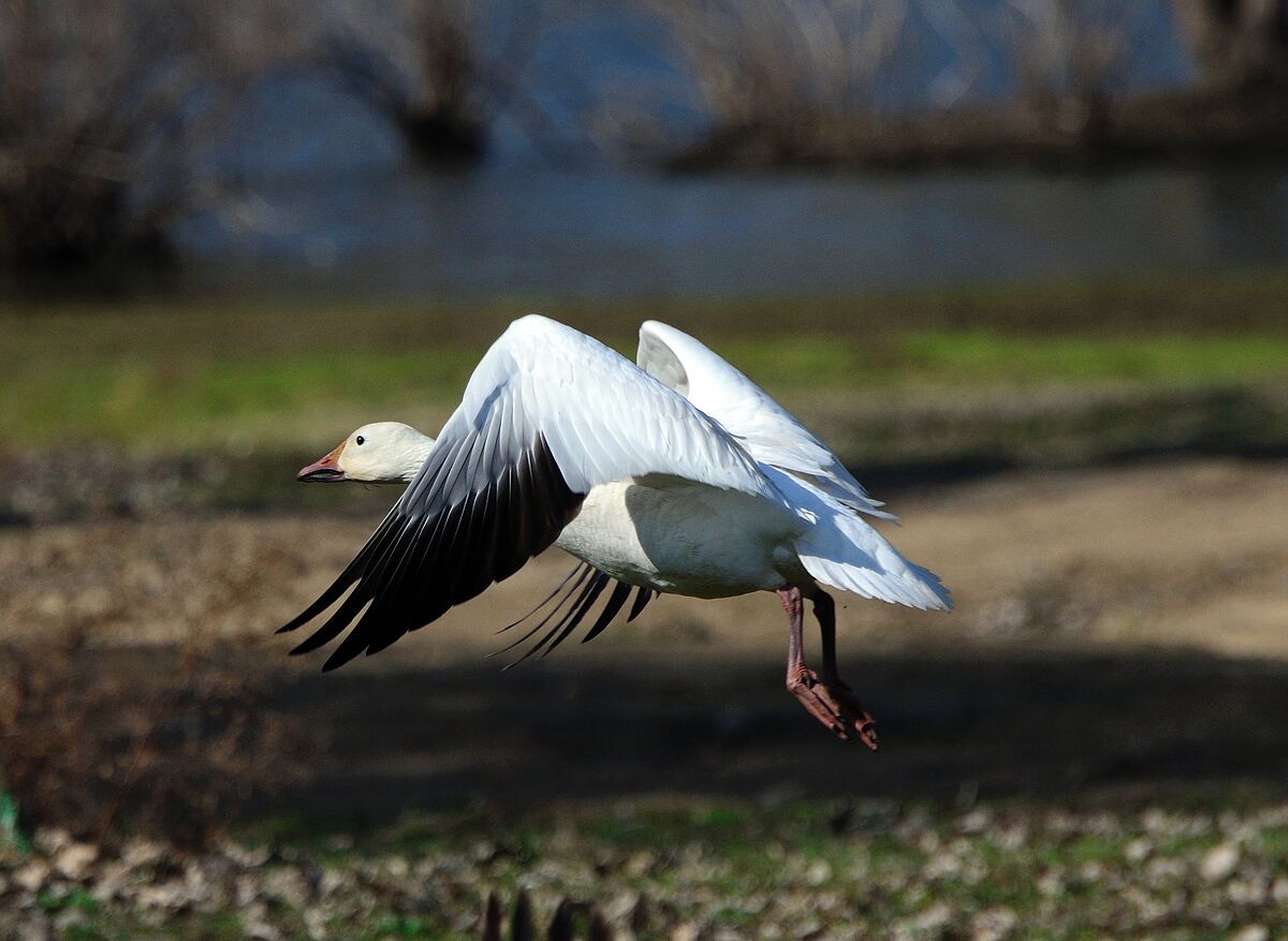 A snow goose takes off over Lake Frentress in the Spring. This lake is a migrating rest area for many pelicans and geese.
