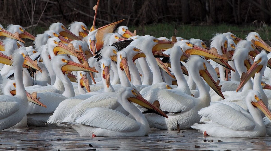 A squadron of Spring Pelicans with the breeding bump on their bills. They get snow white and look very different in the Spring. If you see them in the Fall they look darker and drab.