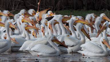 A squadron of Spring Pelicans with the breeding bump on their bills. They get snow white and look very different in the Spring. If you see them in the Fall they look darker and drab.