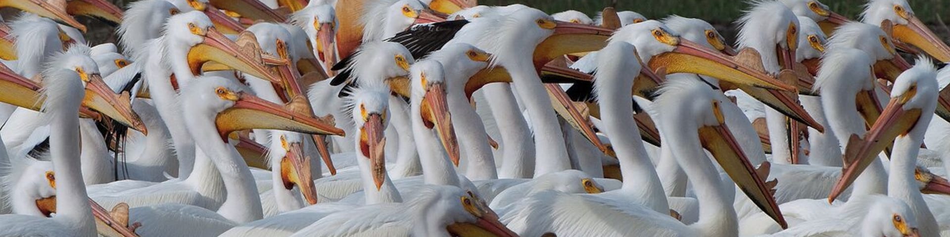 A squadron of Spring Pelicans with the breeding bump on their bills. They get snow white and look very different in the Spring. If you see them in the Fall they look darker and drab.