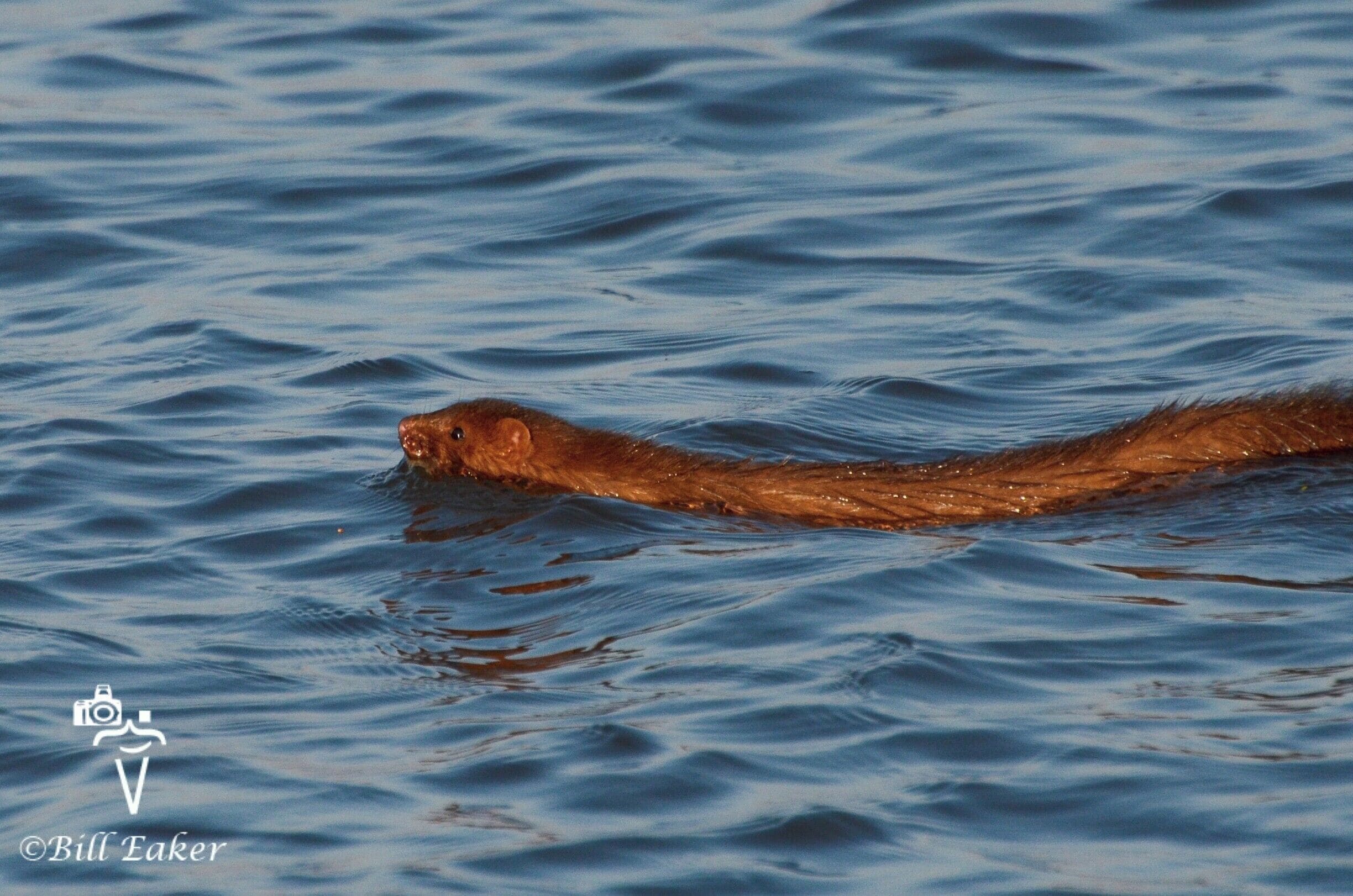 Today, fellow Trover member Stephanie Rickman and I got to visit several spots along the Upper Mississippi River National Wildlife and Fish Refuge.  We started out between Fulton, Il and Thompson, Il at a little place called Mickelson's Landing, which is a popular fishing spot.  As we sat and waited for birds to fly by, this little American Mink just came swimming by and didn't seem bothered by us at all.