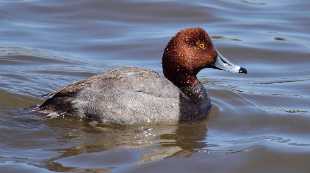 Many of the ducks have cleared out of the area near Lock and Dam 13 in Fulton, Illinois. So, I was very surprised to see this beautiful redhead. Even more surprising is that I was able to get close enough to take a photo!