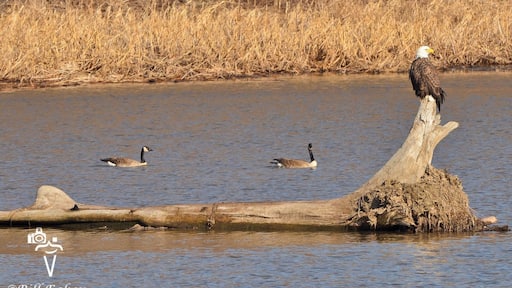 In another post, I said I was no longer posting eagles photos this year, well......I lied:) I just can't help myself. Along the Upper Mississippi River National Wildlife and Fish Refuge, this mature Bald Eagle was perched as two Canada Geese came cruising by it. I have never seen eagles go after geese, but it seems like it would be such an easy meal for them!