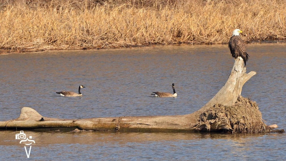 An eagle perched on a log in a river with ducks swimming nearby.
