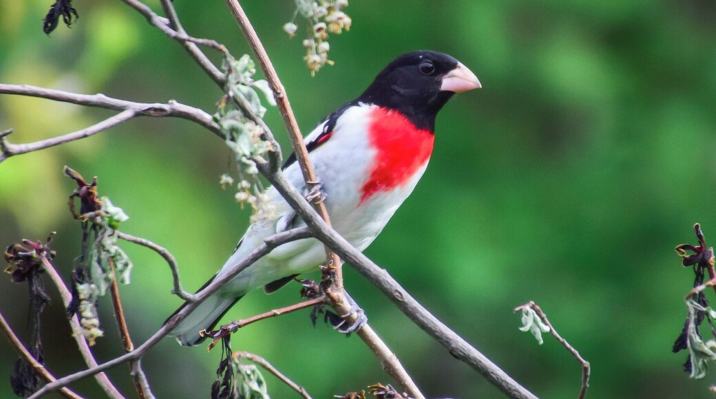 This beautiful rose-breasted grosbeak stopped by my backyard feeder. We are so lucky to have such a wide variety of birds in the midwest!