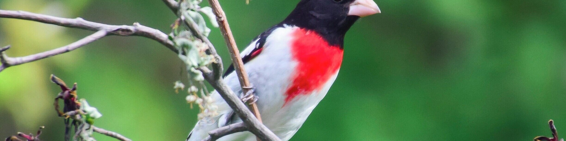 This beautiful rose-breasted grosbeak stopped by my backyard feeder. We are so lucky to have such a wide variety of birds in the midwest!