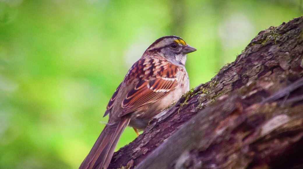 This white-throated sparrow was spotted at Prairie Park in Geneseo, Illinois. Along with the prairie, there is a woodland area with hiking trails. The Hennepin Canal runs along the north side of the park.