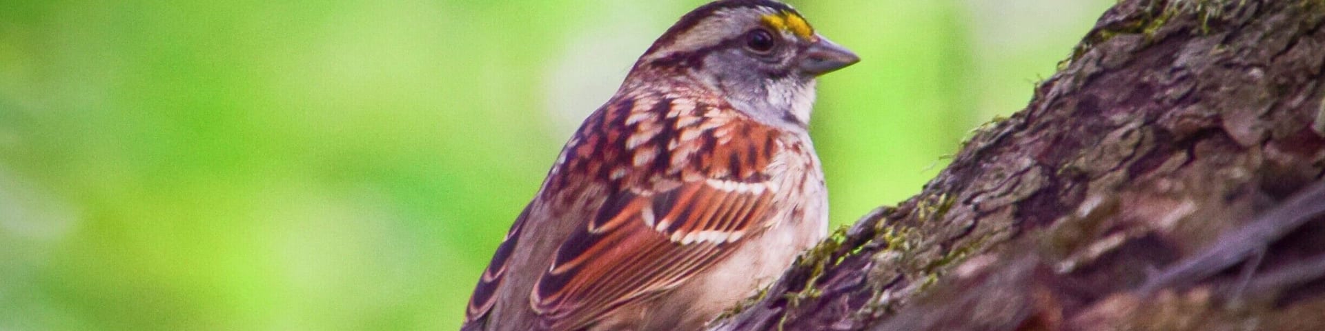 This white-throated sparrow was spotted at Prairie Park in Geneseo, Illinois. Along with the prairie, there is a woodland area with hiking trails. The Hennepin Canal runs along the north side of the park.