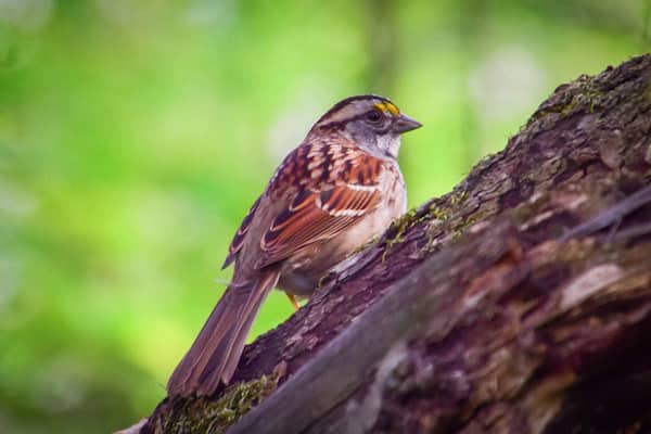 This white-throated sparrow was spotted at Prairie Park in Geneseo, Illinois. Along with the prairie, there is a woodland area with hiking trails. The Hennepin Canal runs along the north side of the park.