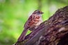 This white-throated sparrow was spotted at Prairie Park in Geneseo, Illinois. Along with the prairie, there is a woodland area with hiking trails. The Hennepin Canal runs along the north side of the park.