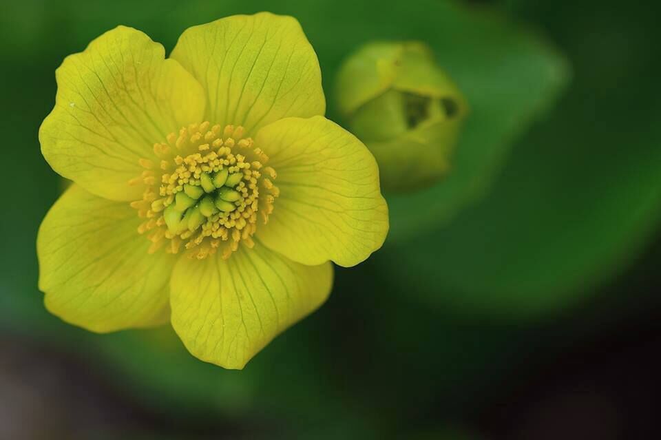 This beautiful marsh marigold was the first blooming flower that I photographed last spring.  I am looking forward to the end of this long winter and the coming of the spring beauty!

Geneseo's Prairie Park is located along the Hennepin Canal.

