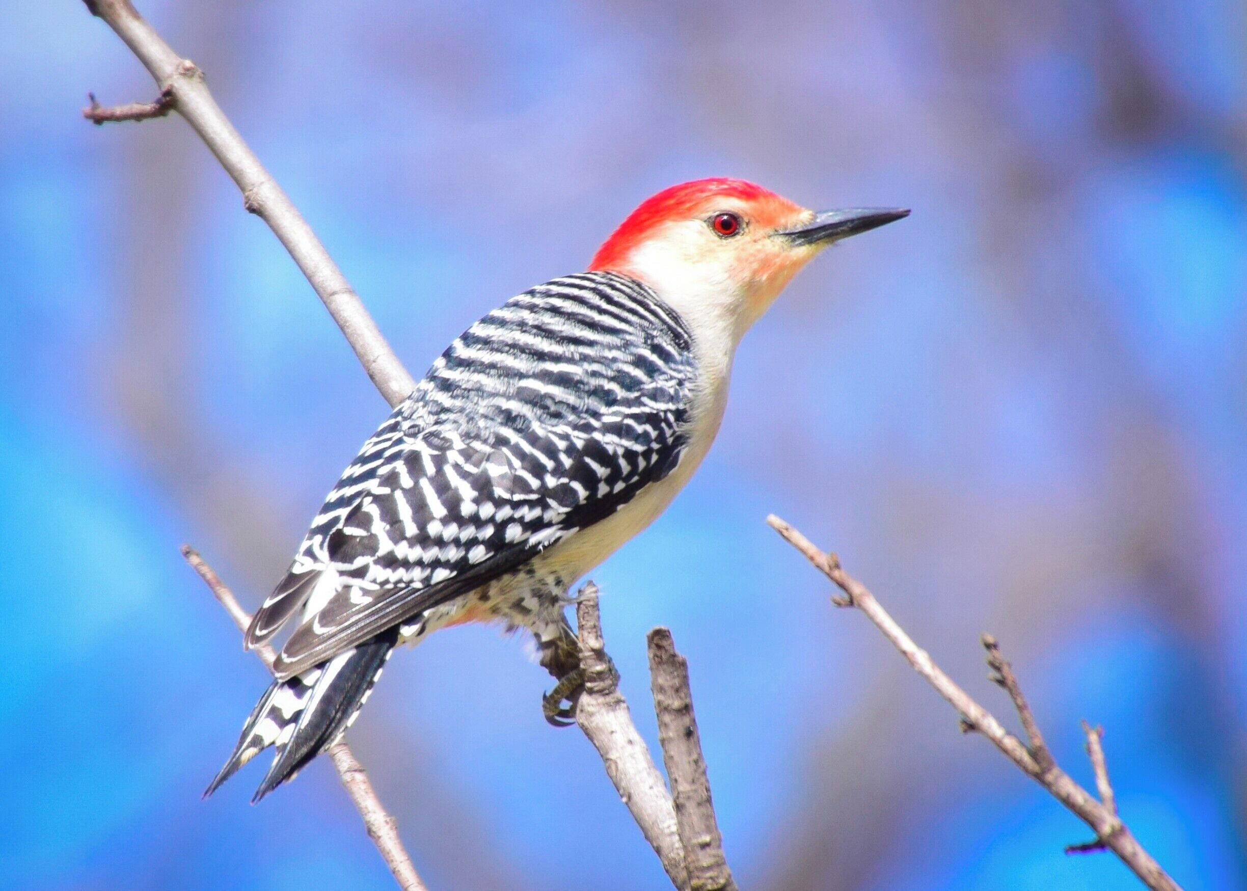 Sometimes the best places to visit are in your own neighborhood!  This beautiful red-bellied woodpecker was in a wooded area in my home town of Geneseo.  