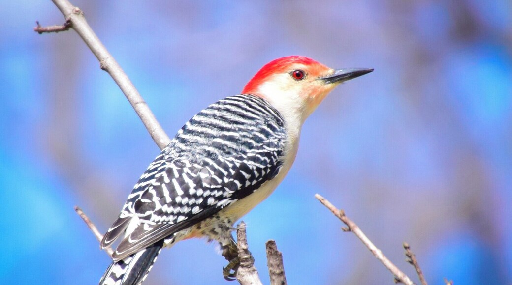 Sometimes the best places to visit are in your own neighborhood! This beautiful red-bellied woodpecker was in a wooded area in my home town of Geneseo.