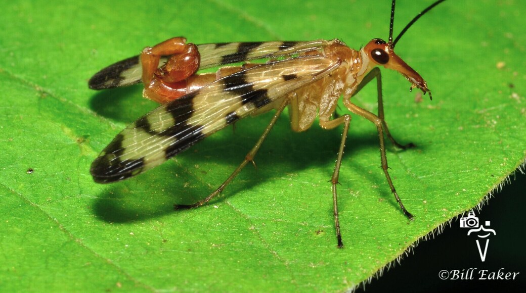 This male scorpionfly was found at a place called Ike's Fenn. This land borders the Hennepin Canal and is a part of the local Izzak Walton League. This fenn is one of two or three natural fenns in the state. It also is inhabited by skunk cabbage which is found in glacial areas. It is a unique habitat that resembles prehistoric times when the skunk cabbage are at their fullest. There are many interesting insects for the macro photography enthusiast as well.