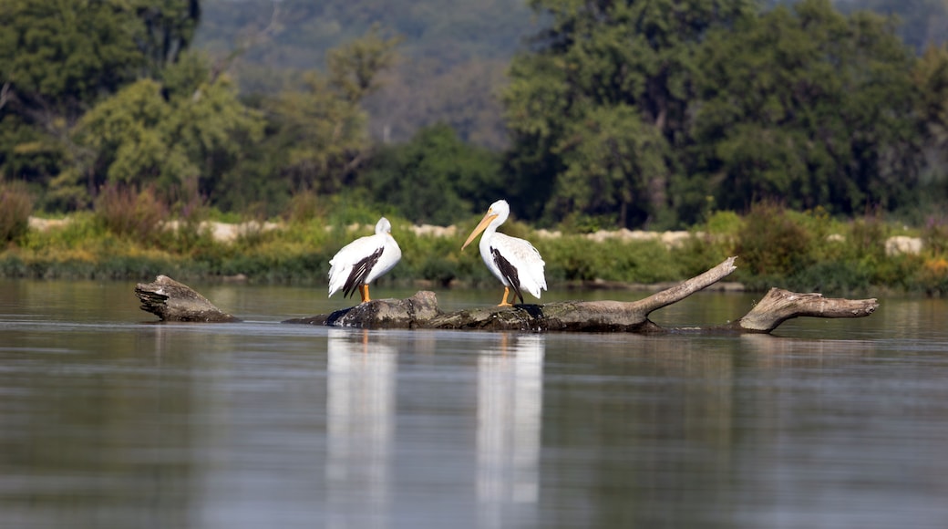 Pair of American White Pelicans Resting on Driftwood in the Illinois River