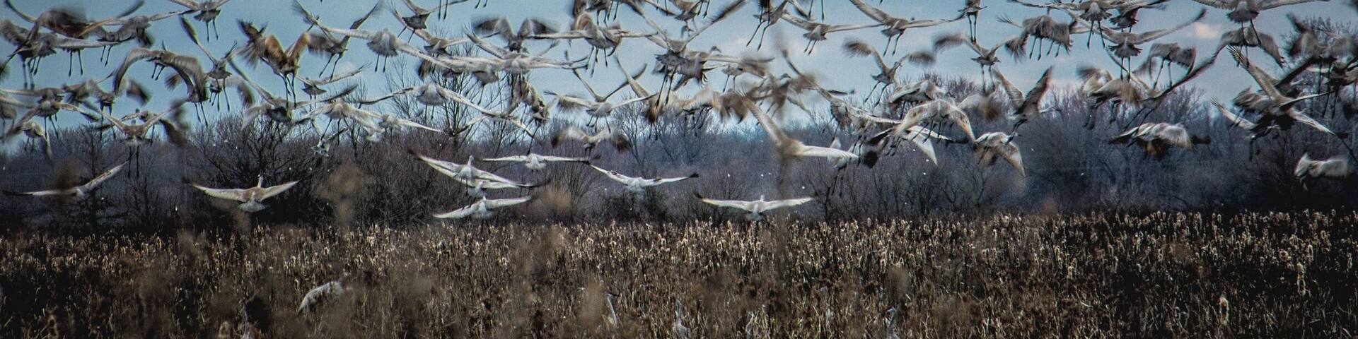 Great day today following the Sandhill Cranes at Goose Pond in Linton Indiana
#FindingtheUniverse