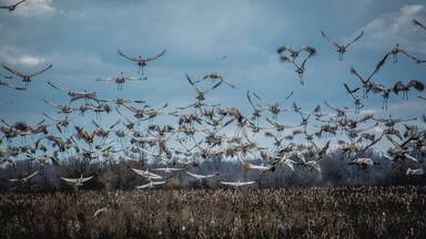 Great day today following the Sandhill Cranes at Goose Pond in Linton Indiana
#FindingtheUniverse