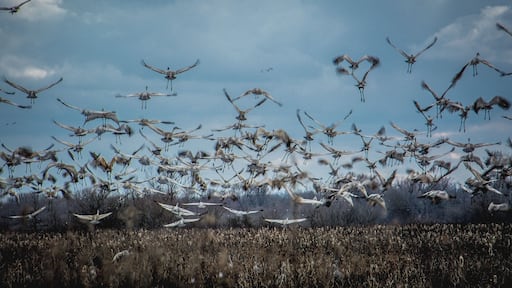 Great day today following the Sandhill Cranes at Goose Pond in Linton Indiana
#FindingtheUniverse