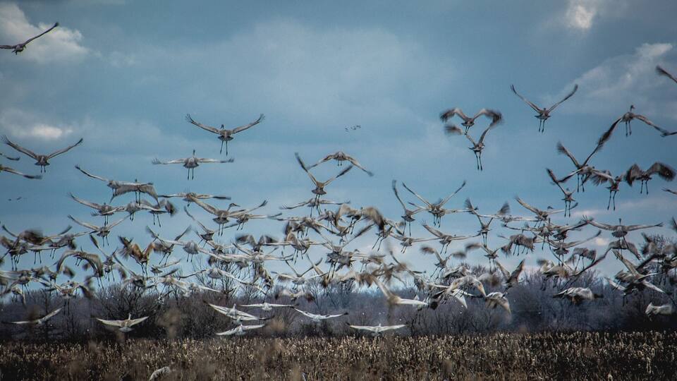 A flock of birds flying over a field.