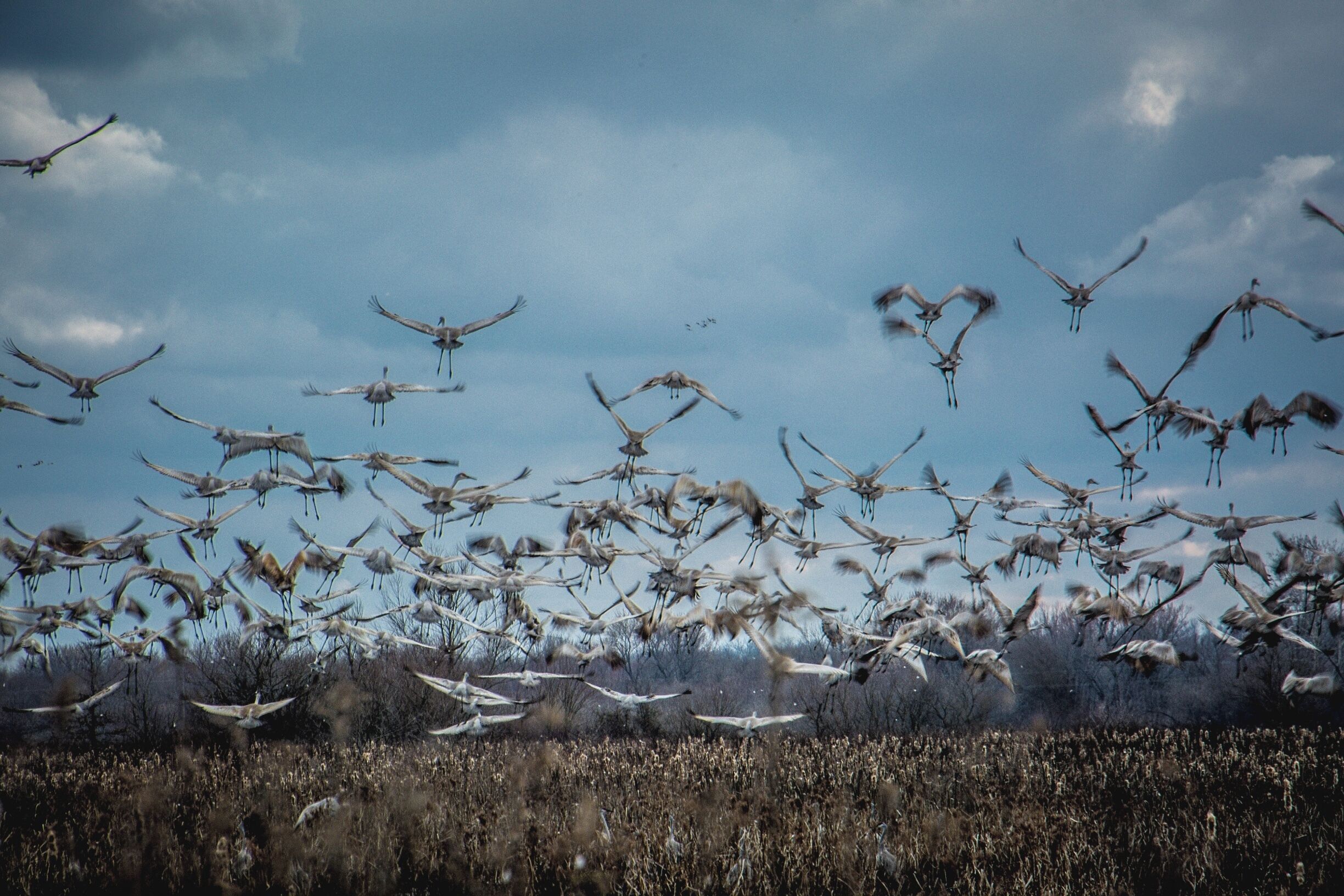A flock of birds flying over a field.