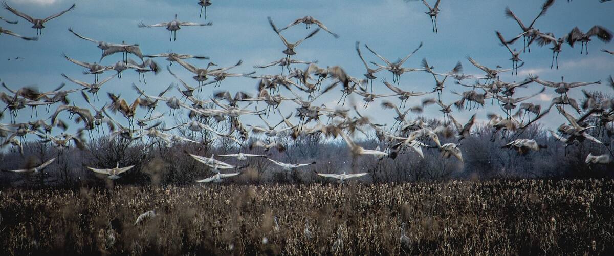A flock of birds flying over a field.
