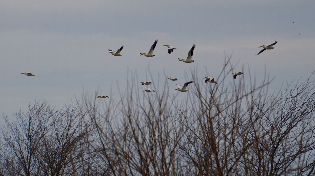 Today was American Pelican spotting day at Goose Pond. Close to 1000 Pelicans flying between three pools of water. Absolutely beautiful.