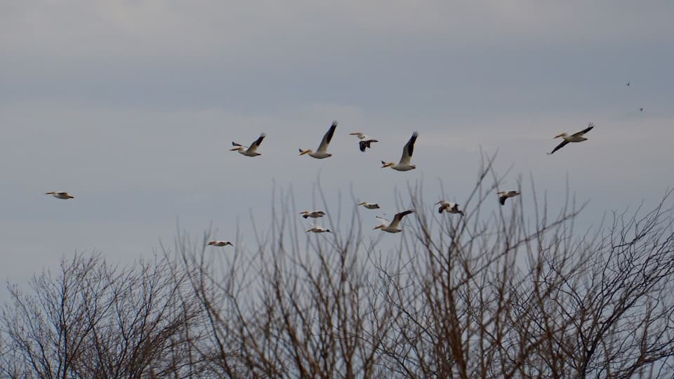 A flock of birds flying in the sky above leafless trees.