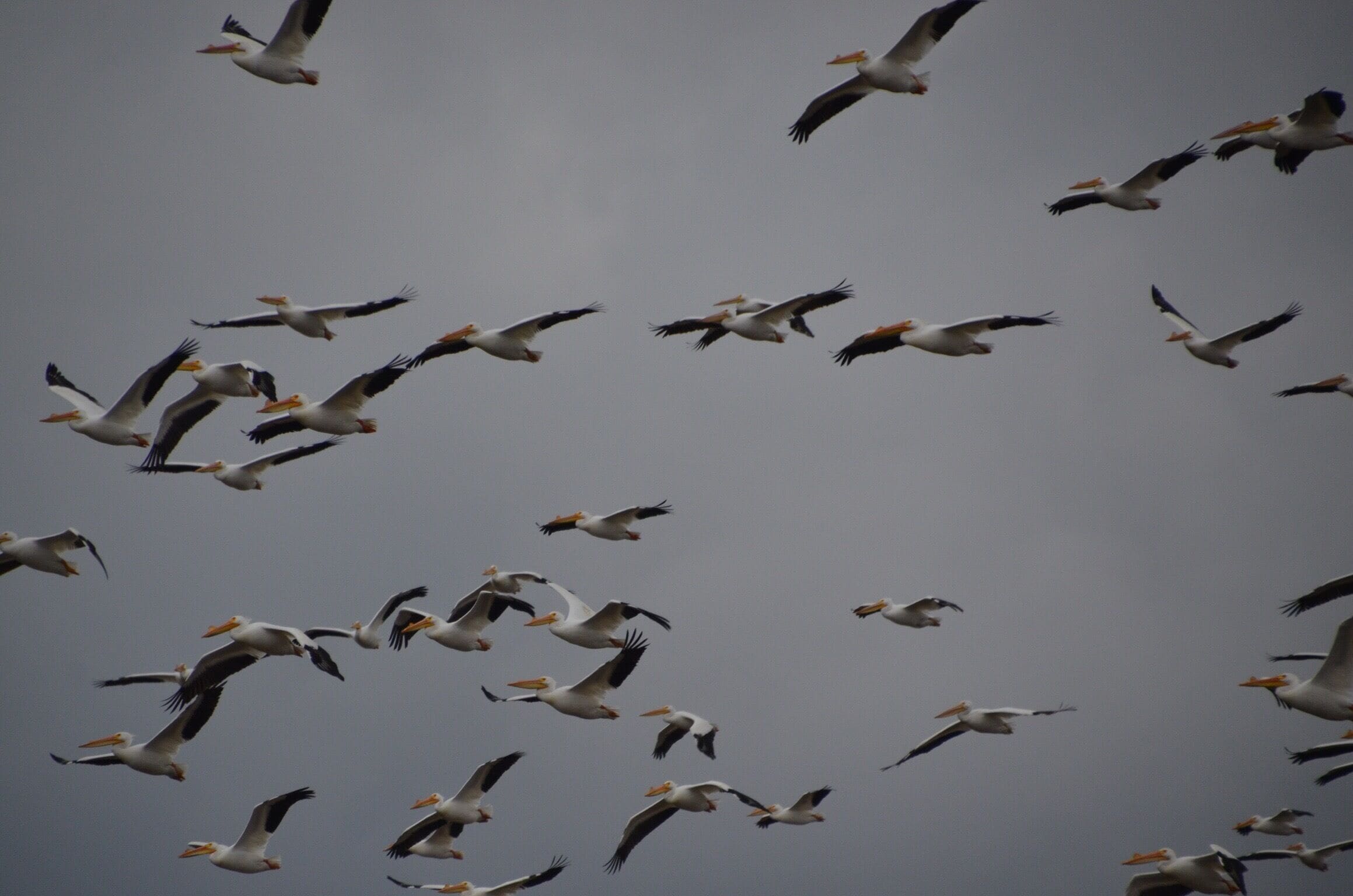 Pelicans in flight at Goose Pond. There were hundreds of them in the main pool today. 