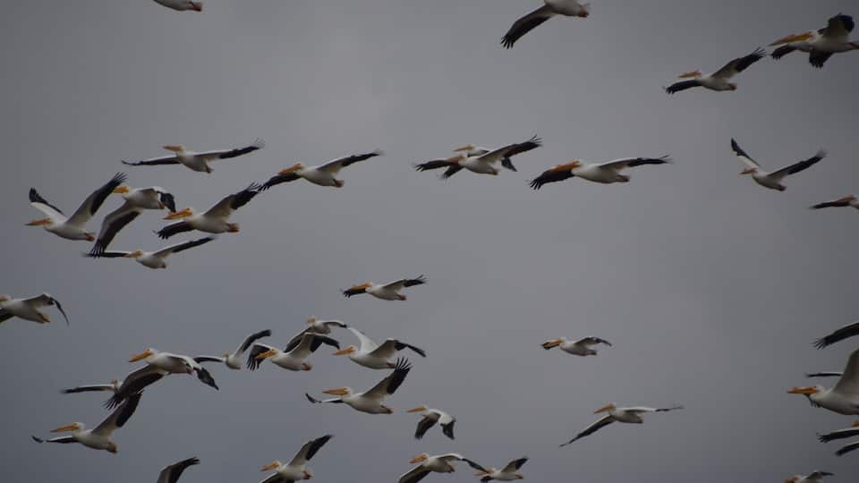 A flock of storks flying in the sky.