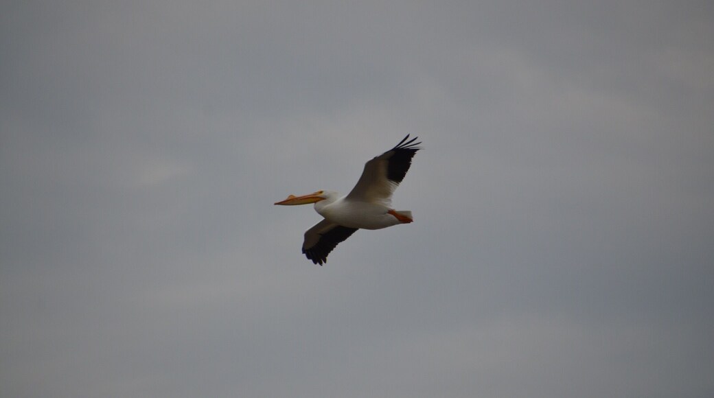 Today was American Pelican spotting day at Goose Pond. Close to 1000 Pelicans flying between three pools of water. Absolutely beautiful.
